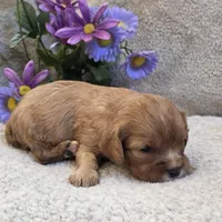 Beauty, a female Cavalier King Charles Spaniel for sale in West Plains, MO – 3 of 5