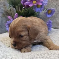Beauty, a female Cavalier King Charles Spaniel for sale in West Plains, MO – 5 of 5