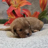 Beauty, a female Cavalier King Charles Spaniel for sale in West Plains, MO – 4 of 5