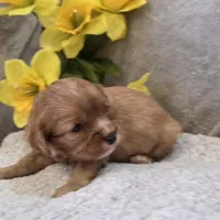 Beauty, a female Cavalier King Charles Spaniel for sale in West Plains, MO – 2 of 5