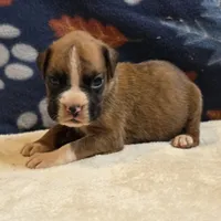 Phoenix, a male Boxer for sale in West Plains, MO – 5 of 6