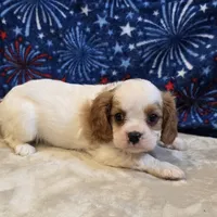 Will, a male Cavalier King Charles Spaniel for sale in West Plains, MO – 7 of 7