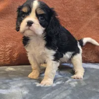 Charlie, a male Cavalier King Charles Spaniel for sale in West Plains, MO – 6 of 6