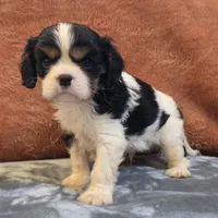 Hank, a male Cavalier King Charles Spaniel for sale in West Plains, MO – 1 of 6