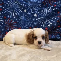 Will, a male Cavalier King Charles Spaniel for sale in West Plains, MO – 2 of 7