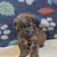 Ripley, a male Yorkipoo and Poodle - Toy  for sale in West Plains, MO – 3 of 6