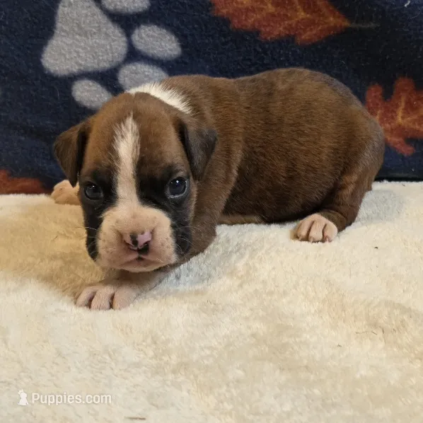 Ranger – Boxer puppy for sale in West Plains, MO