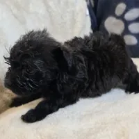 Lil Bear, a male Yorkipoo and Poodle - Toy  for sale in West Plains, MO – 6 of 6