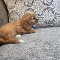 Twinkle , a female Cavalier King Charles Spaniel for sale in West Plains, MO – 8 of 8