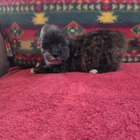 Sheldon, a male Cockapoo and Cocker Spaniel for sale in West Plains, MO – Photo 4 of 4