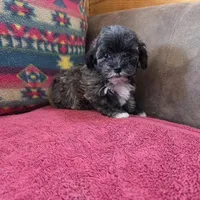 Sheldon, a male Cockapoo and Cocker Spaniel for sale in West Plains, MO – Photo 2 of 4