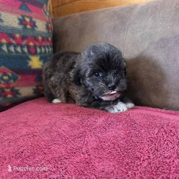 Sheldon – Cockapoo, Cocker Spaniel puppy for sale in West Plains, MO