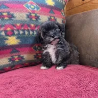 Sheldon, a male Cockapoo and Cocker Spaniel for sale in West Plains, MO – Photo 3 of 4