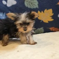 Queen, a female Yorkshire Terrier for sale in West Plains, MO – 4 of 10