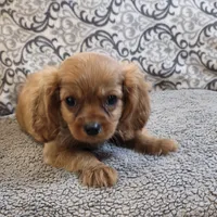 Rooney, a male Cavalier King Charles Spaniel for sale in West Plains, MO – 4 of 7