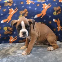 Carmine, a female Boxer for sale in West Plains, MO – 3 of 10