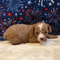 Nexus, a female Poodle - Toy  for sale in West Plains, MO – 7 of 7