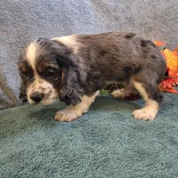 Cosmo, a male Cocker Spaniel for sale in West Plains, MO – 6 of 6