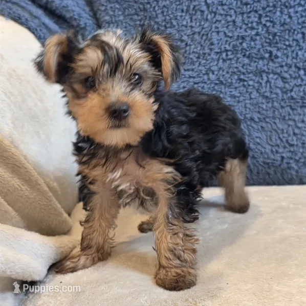 Luka – Yorkshire Terrier puppy for sale in West Plains, MO