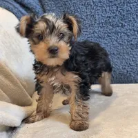 Luka, a male Yorkshire Terrier for sale in West Plains, MO – 1 of 7