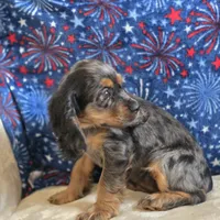 Star, a female Cocker Spaniel for sale in West Plains, MO – 3 of 6
