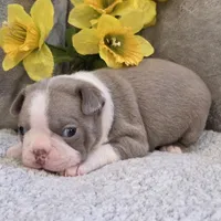 Melody, a female Boston Terrier for sale in West Plains, MO – 4 of 4