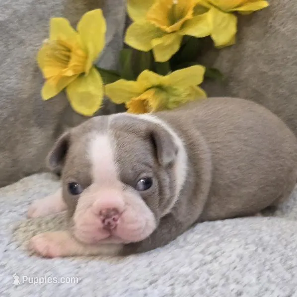Melody – Boston Terrier puppy for sale in West Plains, MO