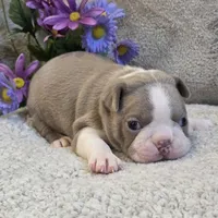 Melody, a female Boston Terrier for sale in West Plains, MO – 2 of 4