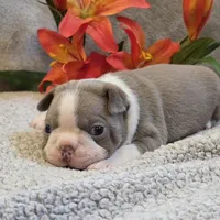 Melody, a female Boston Terrier for sale in West Plains, MO – 3 of 4