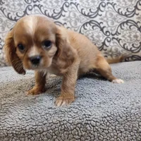 Twinkle , a female Cavalier King Charles Spaniel for sale in West Plains, MO – 6 of 8