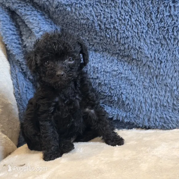 Colby – Poodle - Toy  puppy for sale in West Plains, MO