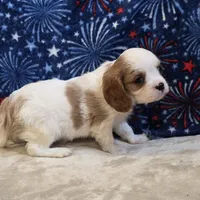 Sherwood, a male Cavalier King Charles Spaniel for sale in West Plains, MO – 2 of 7