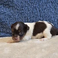 Astrid, a female Shorkie for sale in West Plains, MO – 5 of 7