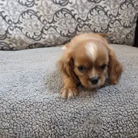 Twinkle , a female Cavalier King Charles Spaniel for sale in West Plains, MO – 7 of 8