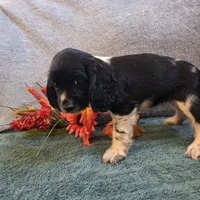 Buffy, a female Cocker Spaniel for sale in West Plains, MO – 6 of 6