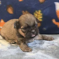 Atlas, a male Shih Tzu for sale in West Plains, MO – 6 of 6