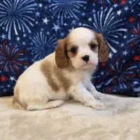 Sherwood, a male Cavalier King Charles Spaniel for sale in West Plains, MO – 1 of 7