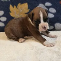 Ranger, a male Boxer for sale in West Plains, MO – 4 of 5