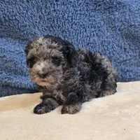 Rio, a male Poodle - Toy  for sale in West Plains, MO – 6 of 7