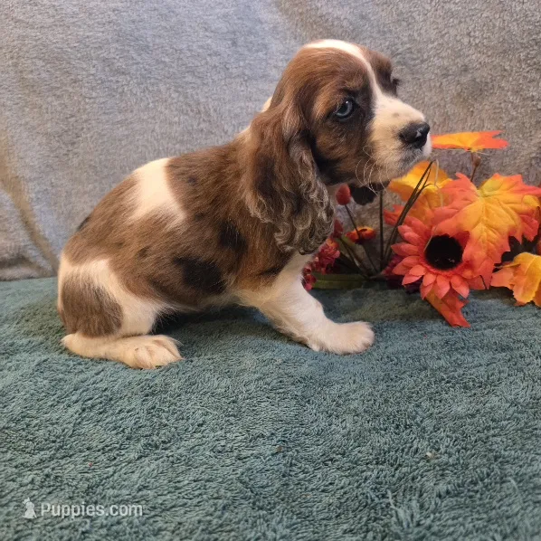 Bambi – Cocker Spaniel puppy for sale in West Plains, MO