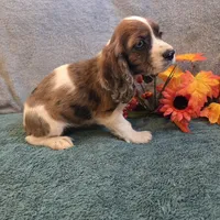 Bambi, a female Cocker Spaniel for sale in West Plains, MO – 1 of 6