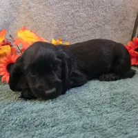 Dori, a female Cocker Spaniel for sale in West Plains, MO – 4 of 6