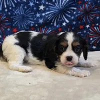 Greta, a female Cavalier King Charles Spaniel for sale in West Plains, MO – 2 of 7