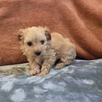 Biscuit, a male Yorkipoo for sale in West Plains, MO – 3 of 6