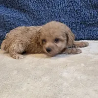 Jasper, a male Poodle - Toy  for sale in West Plains, MO – 6 of 7