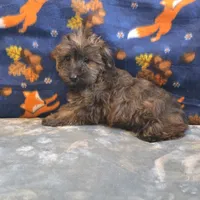 Sage, a female Yorkipoo and Poodle - Toy  for sale in West Plains, MO – 4 of 10