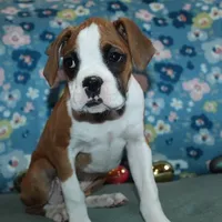 Dakota, a female Boxer for sale in West Plains, MO – Photo 4 of 7