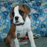 Dakota, a female Boxer for sale in West Plains, MO – Photo 5 of 7
