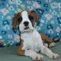 Dakota, a female Boxer for sale in West Plains, MO – Photo 3 of 7