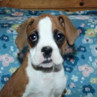 Dakota, a female Boxer for sale in West Plains, MO – Photo 1 of 7